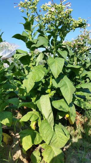 PLANT